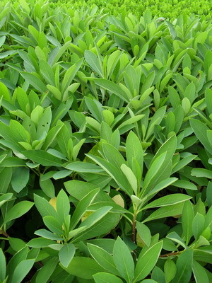 丛生结香各种规格苗