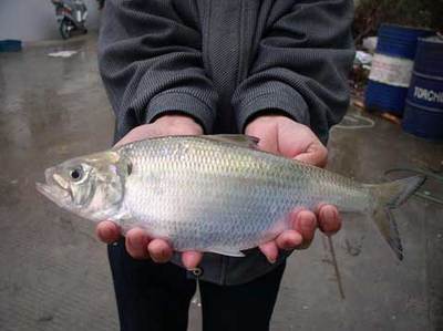 高营养价值的美丽鲥鱼