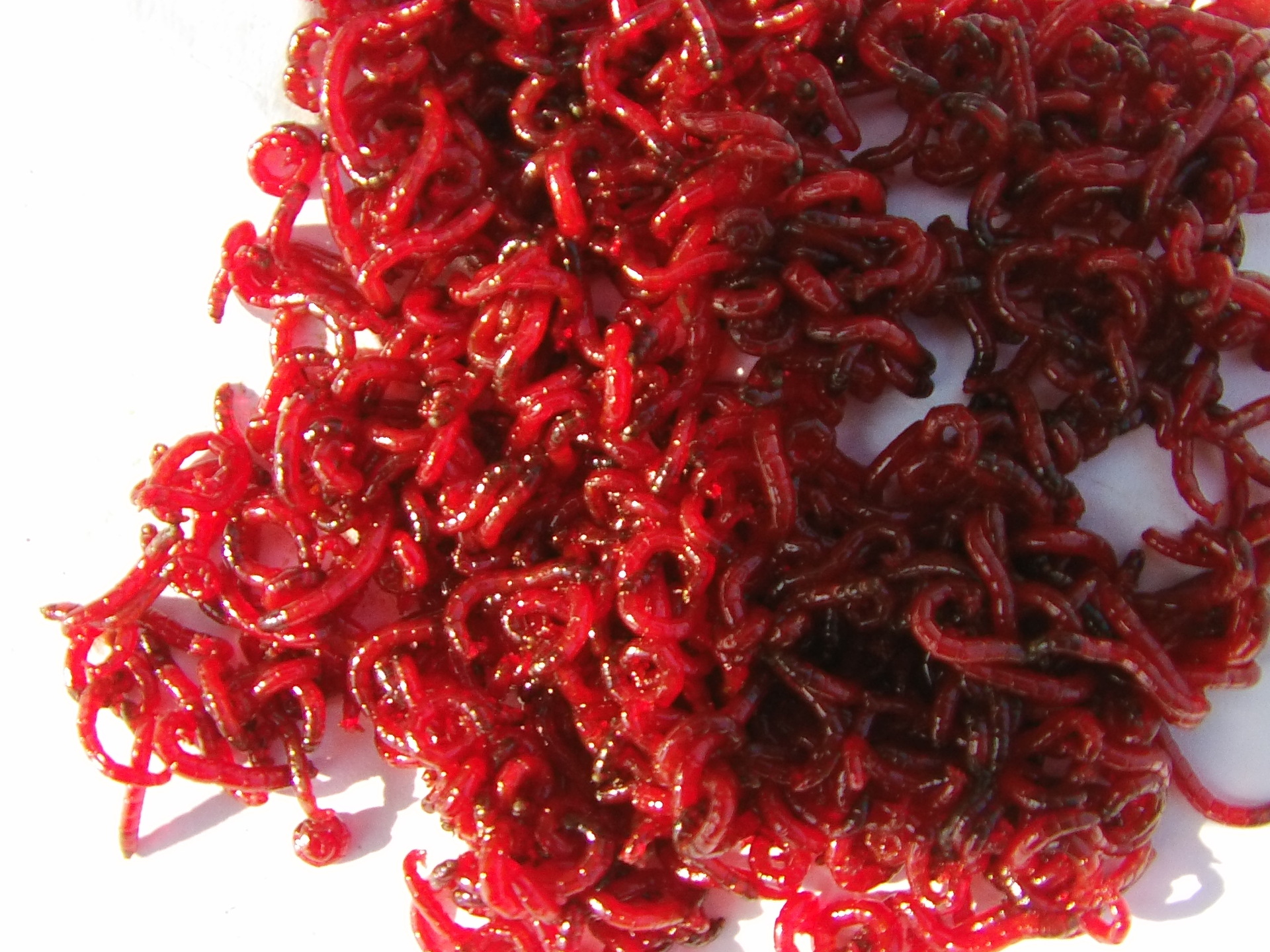 鱼食  红虫  优拉力品牌(图) 垂钓用品  厂家 批发  活鱼饵