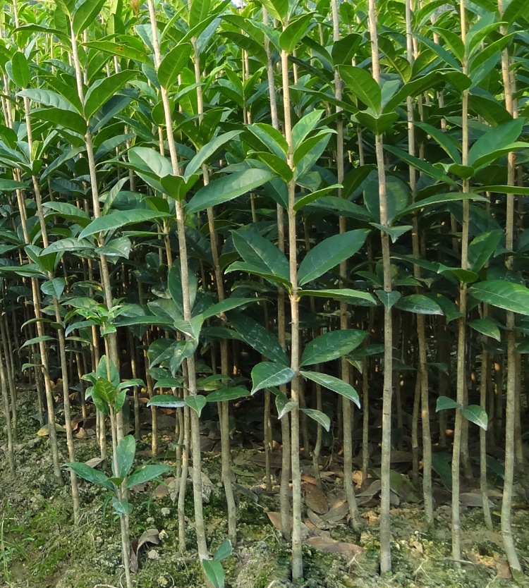 1-1.2m高桂花樹苗批發 桂花苗特價供應 秋季風景綠化樹苗圃花場