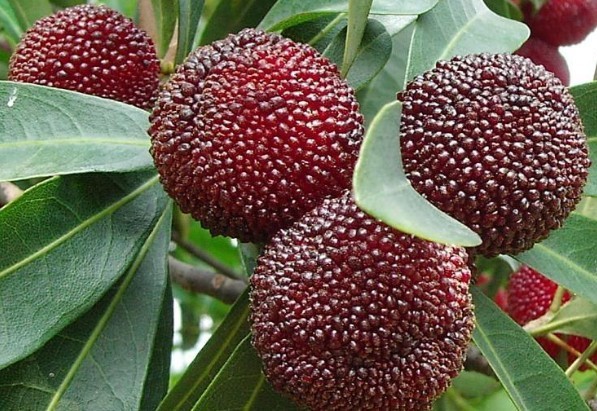 个大汁多味特甜特级荸荠种余姚杨梅5斤装