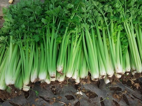 蔬菜种子 夏秋绿实芹王 香芹菜 耐寒耐涝耐热 播1次可收2次25g/袋