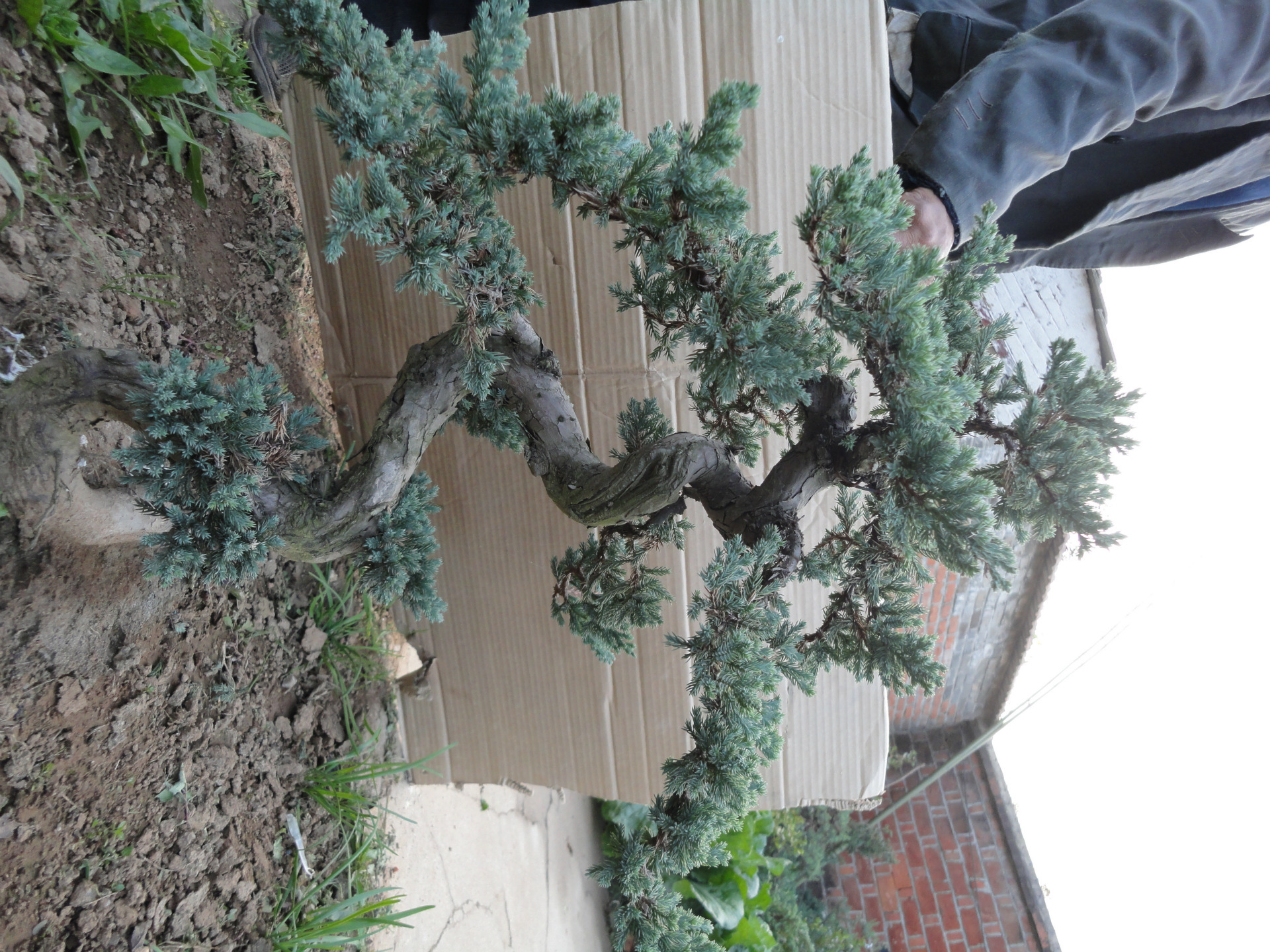 盆景地柏造型盆景实景制作