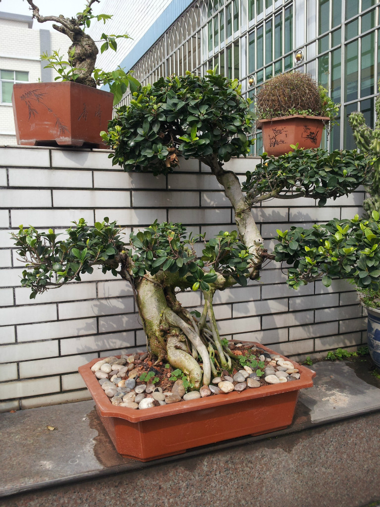 供应榕树盆景 大小15款尺寸