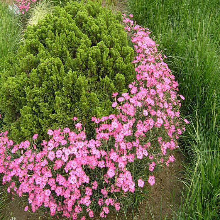 供应彩色地被植物-地被石竹,又名羽裂石竹