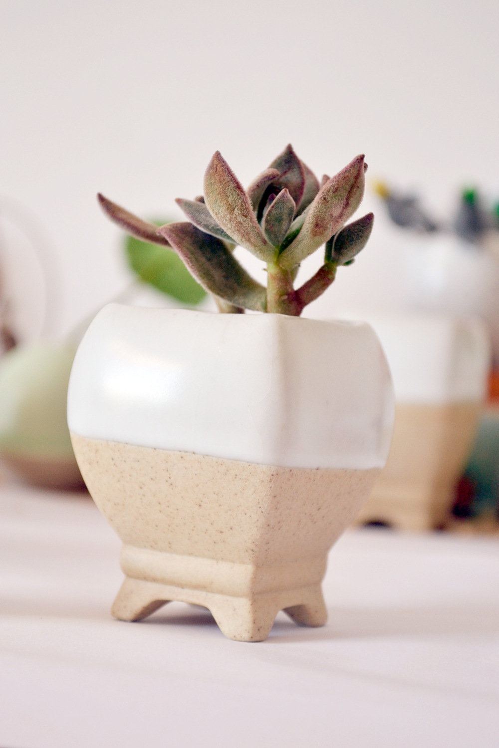 景德镇 多肉花盆 手工花盆 案.