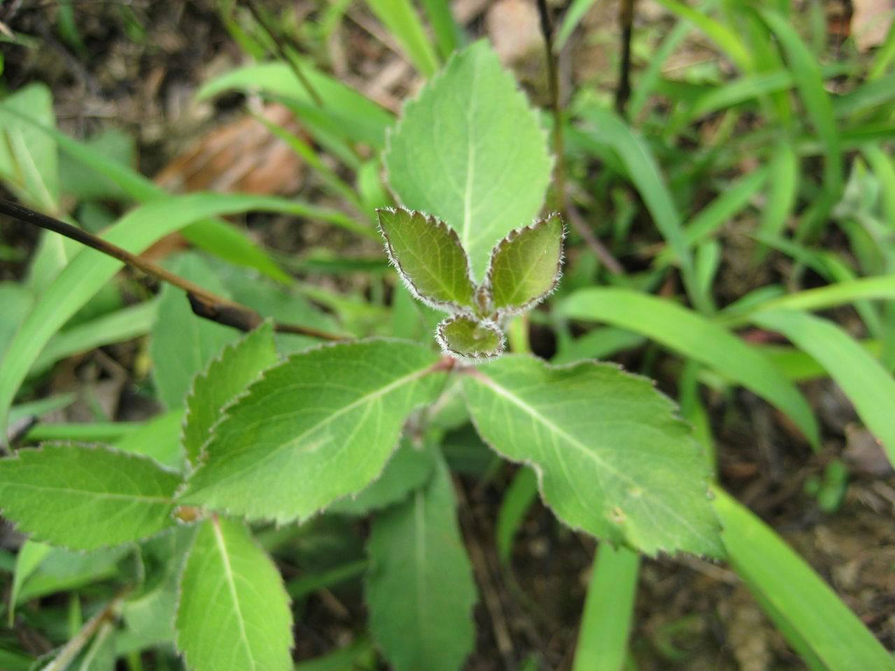 森冉生物网络热销南沙参提取物