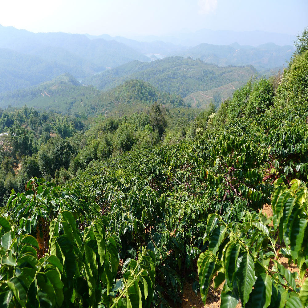 咖啡种植区域图片