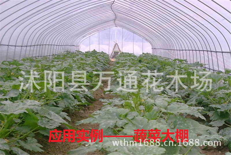 厂家批发塑料薄膜 耐高温塑料薄膜 农用薄膜 温室大棚膜 无滴膜