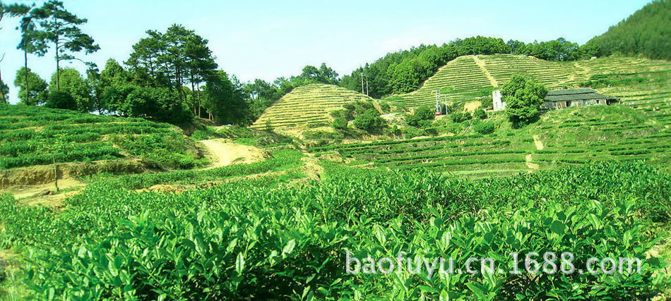 特级 铁观音新茶茶末 安溪铁观音茶末 茶末正品 大量批发茶末