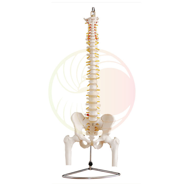 自然大脊椎附骨盆,半腿骨模型 人体骨骼解剖模型 医学教学培训