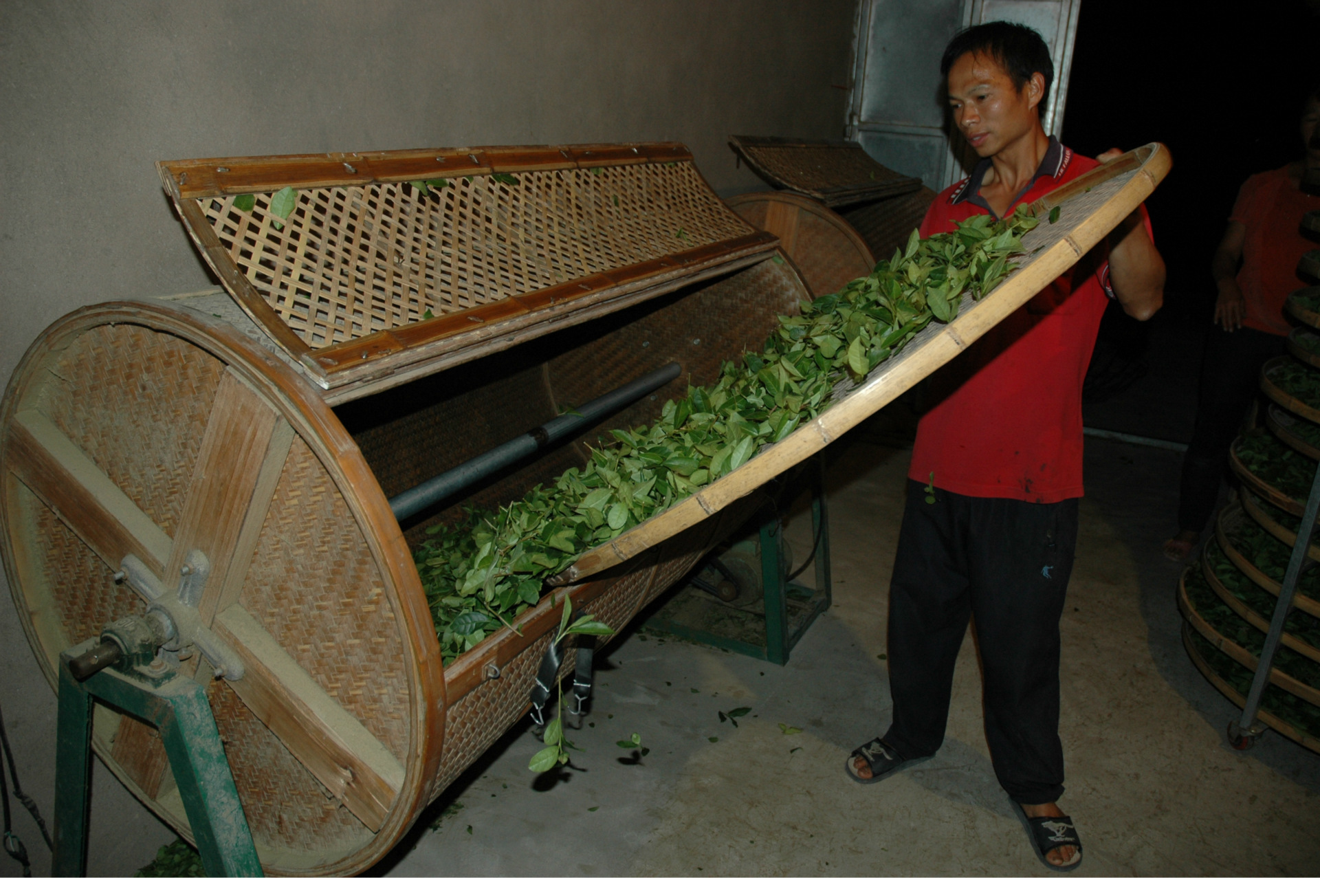 将水筛中的青叶倒入竹制&ldquo;摇青机&rdquo;中准备摇青.