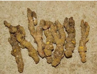 黄连提取物 |黄连素10:1