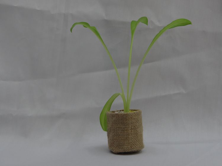 小盆栽麻布袋 休闲时尚盆栽麻布袋 厂家直销