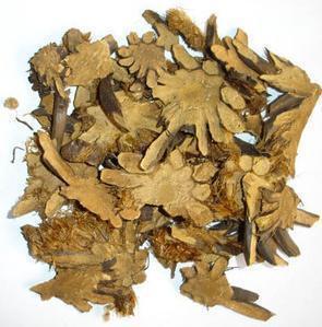 中药材 贯众 百头 狗卷 黑狗脊 清热解毒 凉血止血