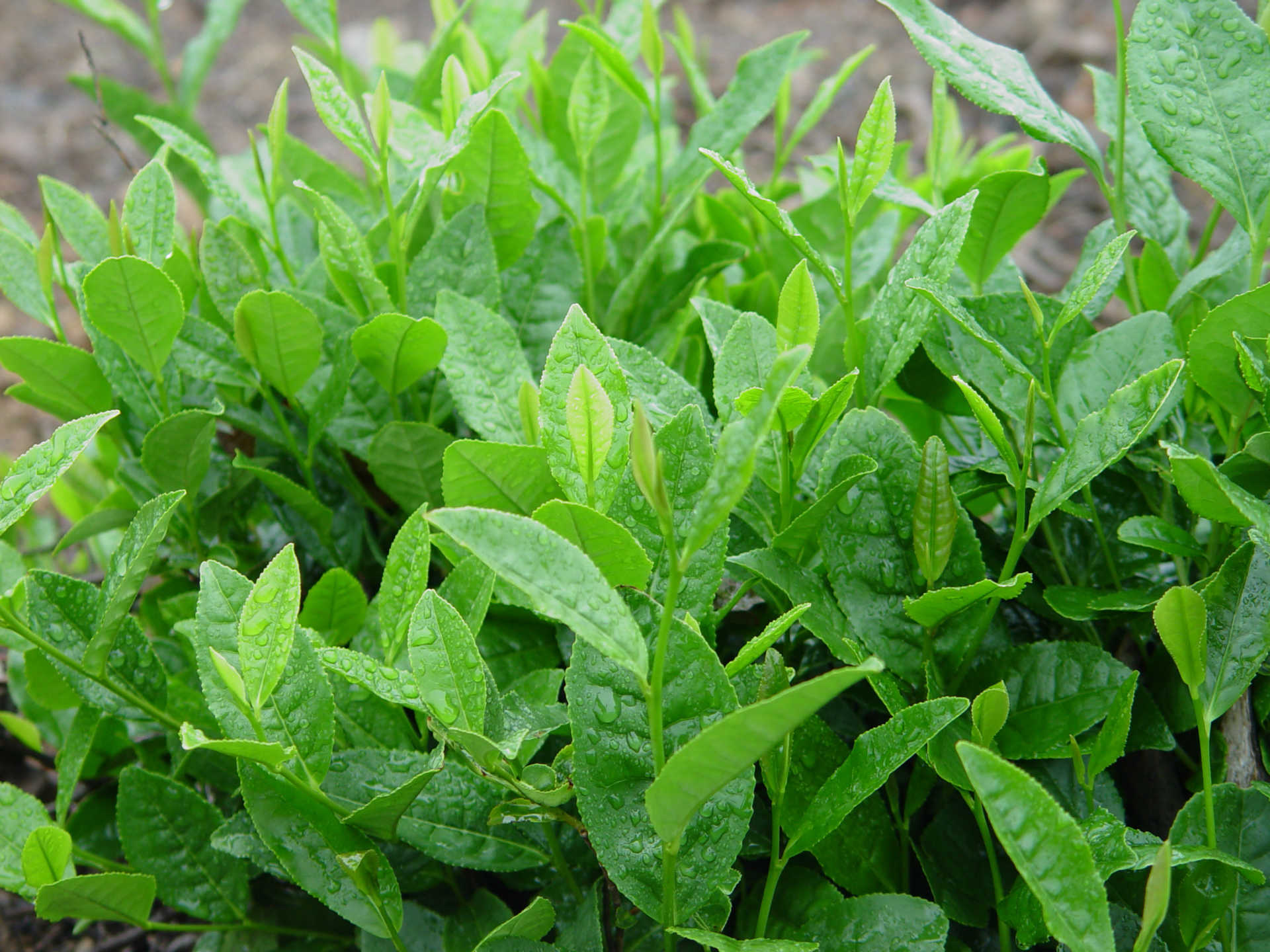 綠茶 保健茶 提神醒腦 無公害 茶 日照綠茶