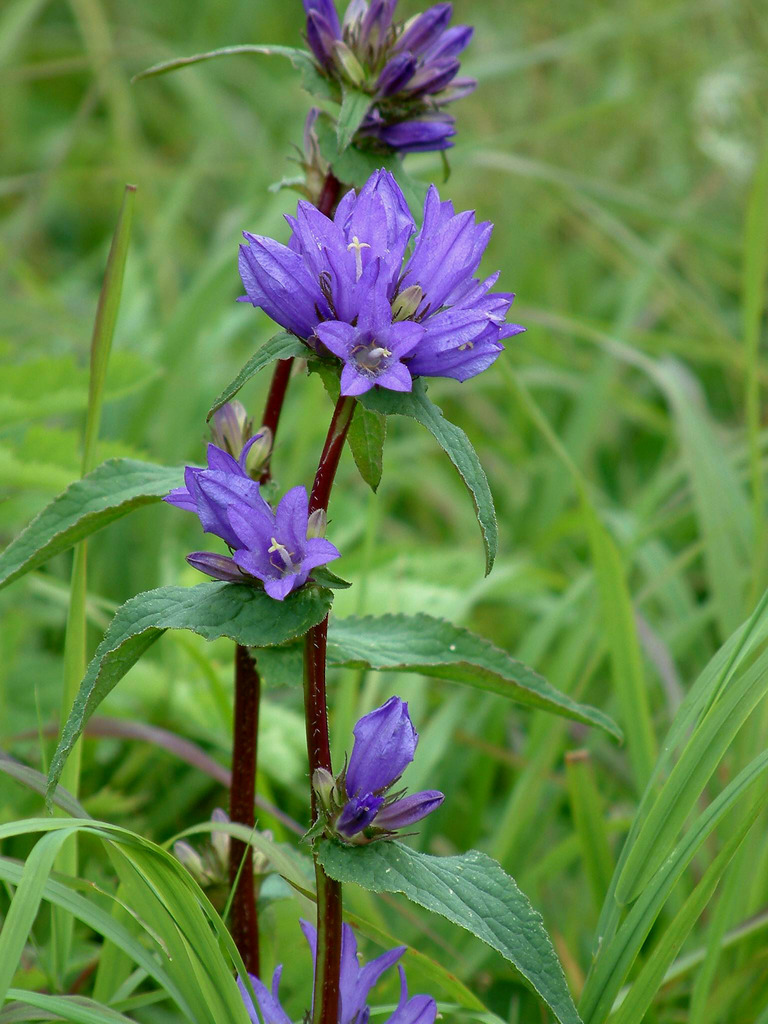 批发供应北京绿普特供聚花风铃草量大从优阔叶风铃草园林绿化