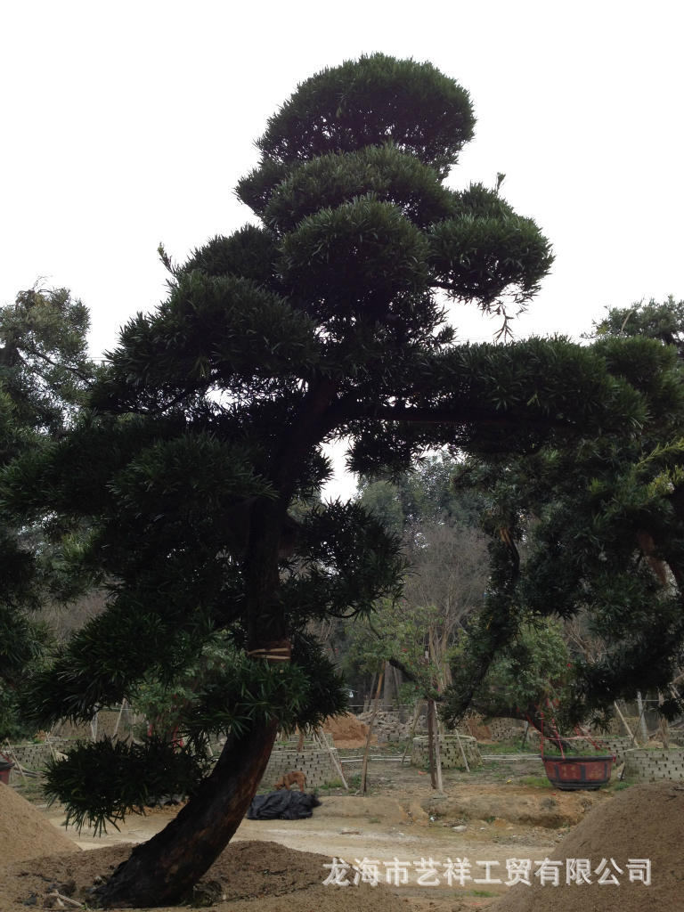 常年出售各種綠化樹,花圃基地50畝,培植各類綠化喬木,包括榕樹(大葉榕