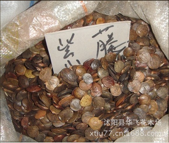 青枫种子 青枫树种子 苗木种子 种子批发