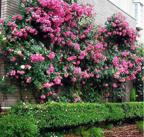 限时秒杀 藤本月季【龙沙宝石】阳台庭院,爬藤速度快