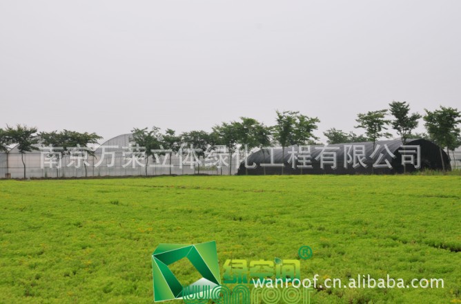 探索佛甲草草毯的魅力与价格