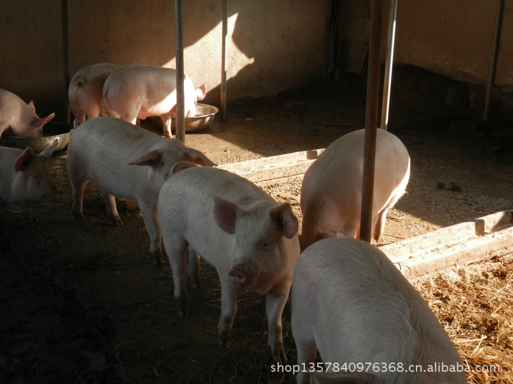 专业养殖 品质保障 供应长白鹅,麻鹅,灰鹅