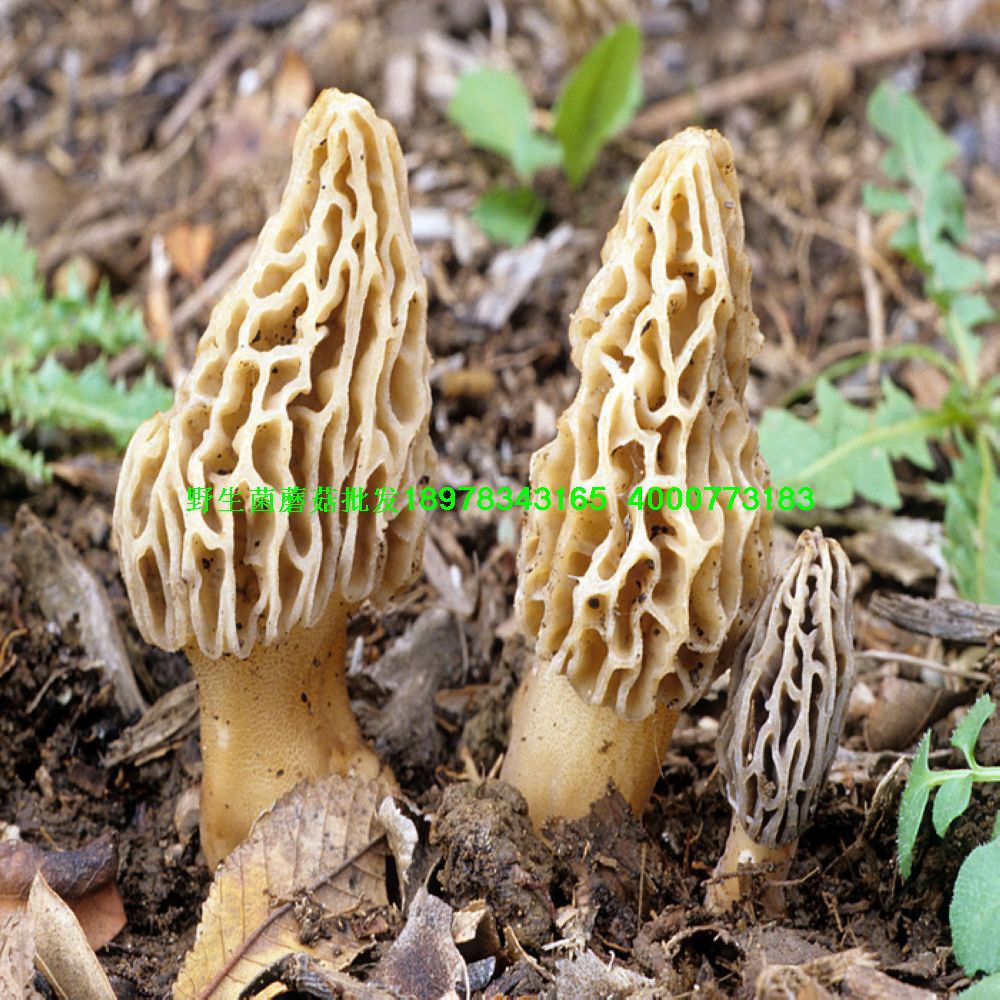 供應批發廣西桂林土特產食用野生菌紅菇雞腿菇香菇牛肝菌