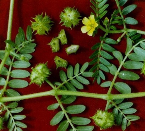 纯天然提取,大量供应优质刺蒺藜提取物(图)