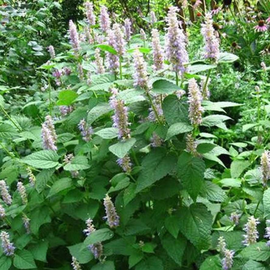 广藿香油广藿香精油1000ml-阿里巴巴