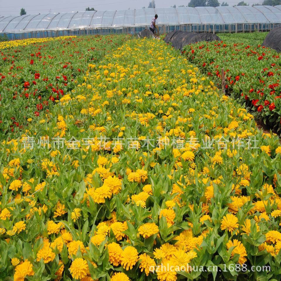 基地自育 开花百日草 青州百日草 草花百日草 百日草种植基地