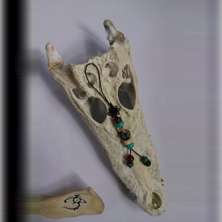 批发供应 产地直销 完整的鳄鱼头工艺骨 特种养殖鳄鱼头