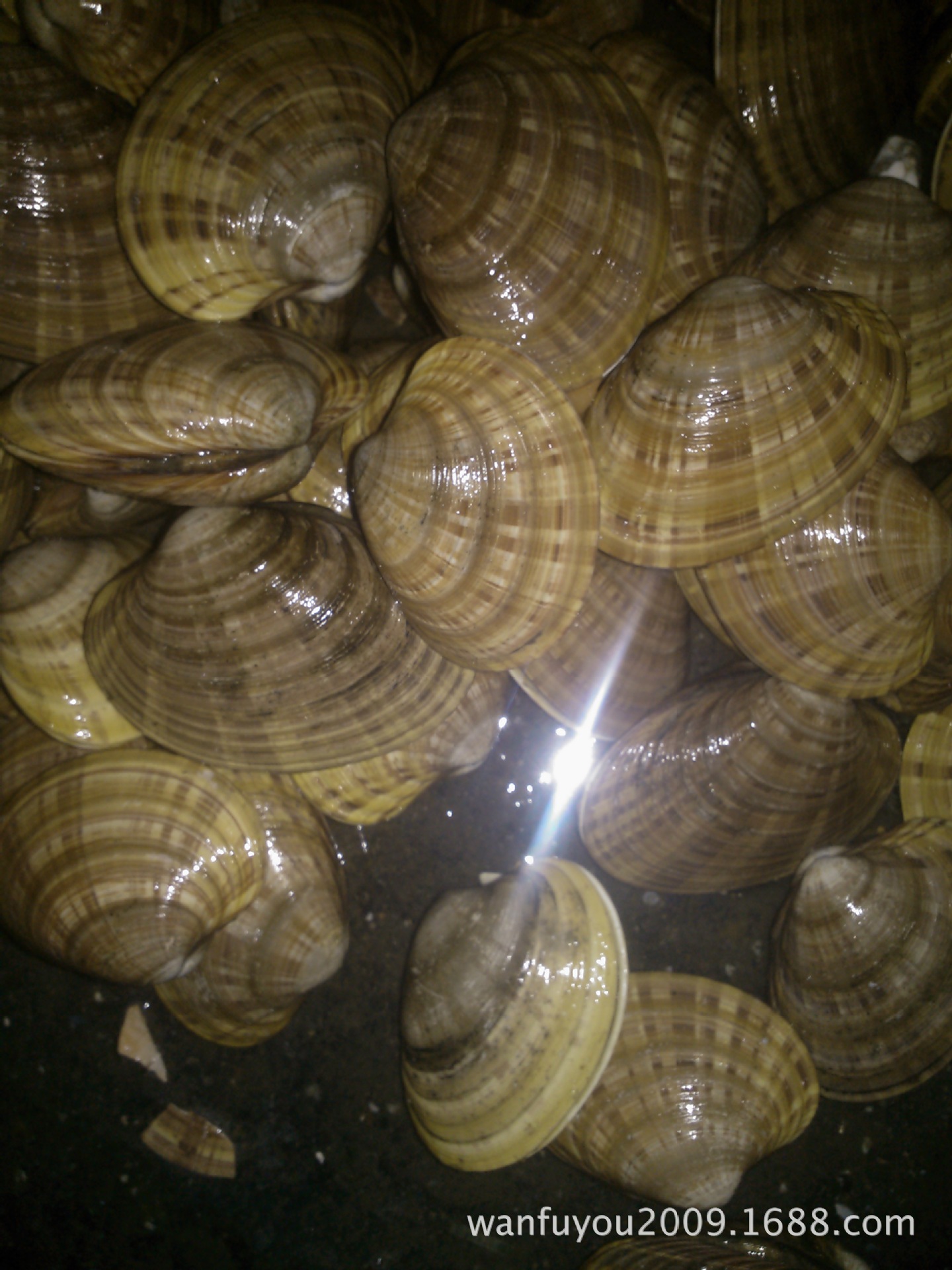 肉质鲜美 特级新鲜活黄贝 大量供应海鲜 优质活黄贝