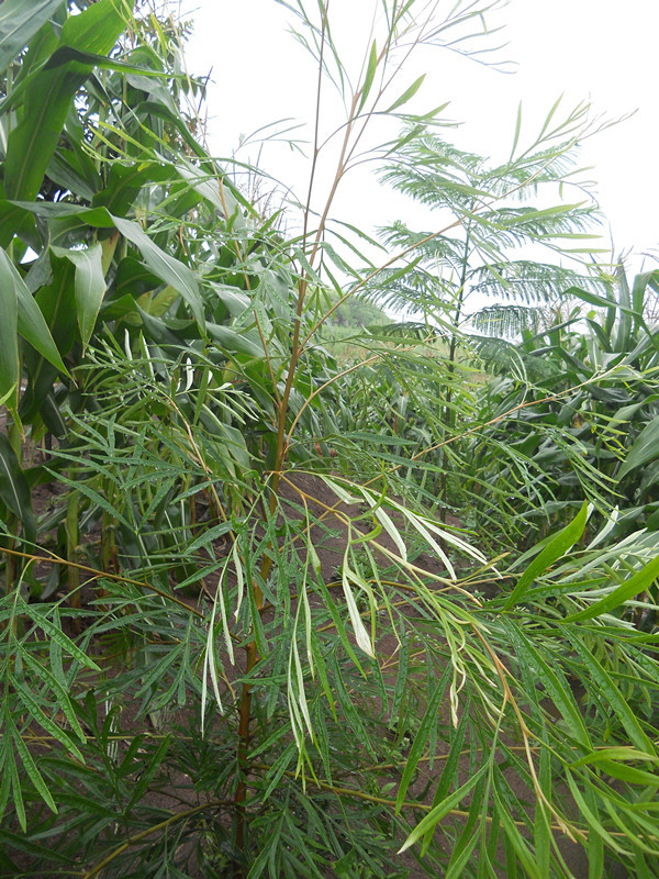 四川省优质银桦树苗尽在观音燕农业合作社檀香苗黄花梨树苗