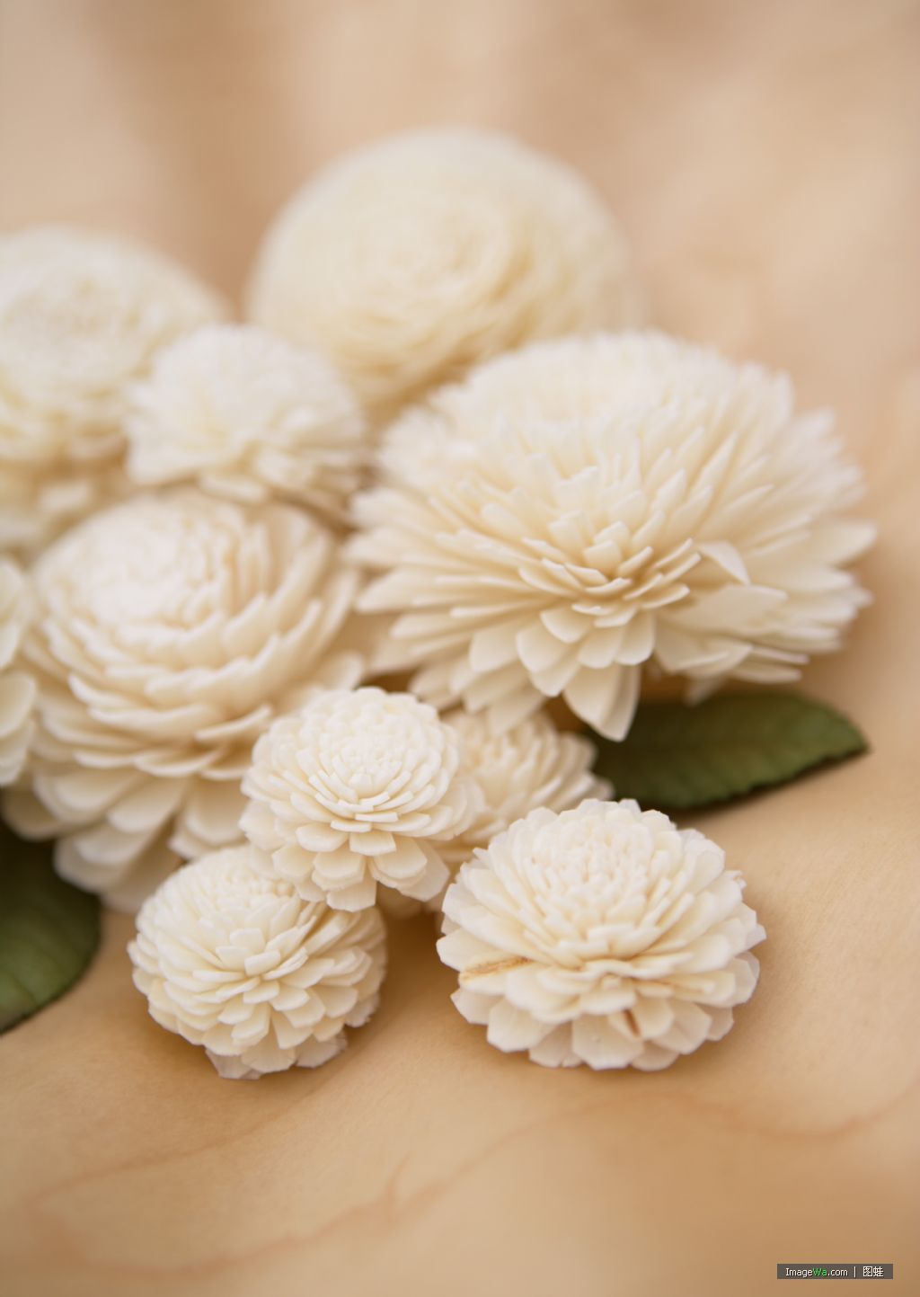 香薰花通草花藤条花