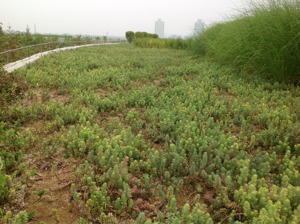 厂家直销宿根花卉地被植物信誉保证量大从优反曲景天