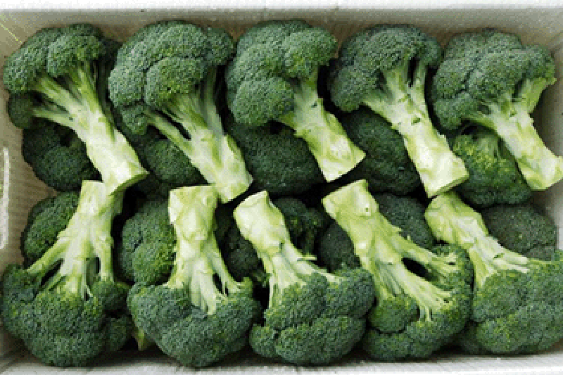 原料辅料,初加工材料 农产品 新鲜蔬菜 花菜类 新鲜西兰花供应 各种