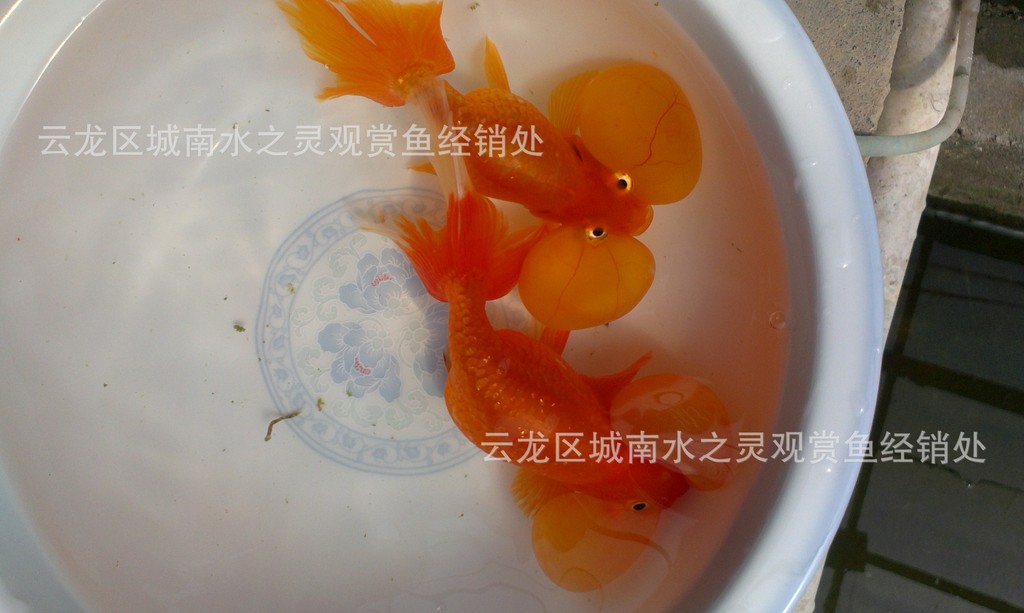 金魚 徐州金魚 水泡 紅水泡 花水泡