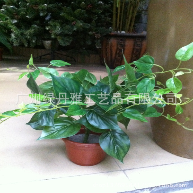绿丹萝护理指南——让你的绿植更加生机勃勃
