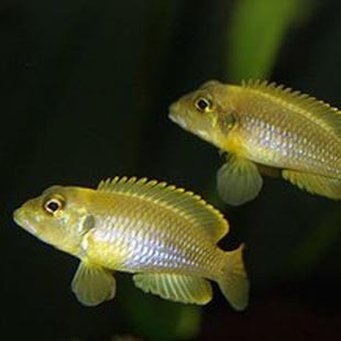 台系黄金叮当鱼 1条 约1.5-2cm 宠物鱼 1000元起批 只限省内批发