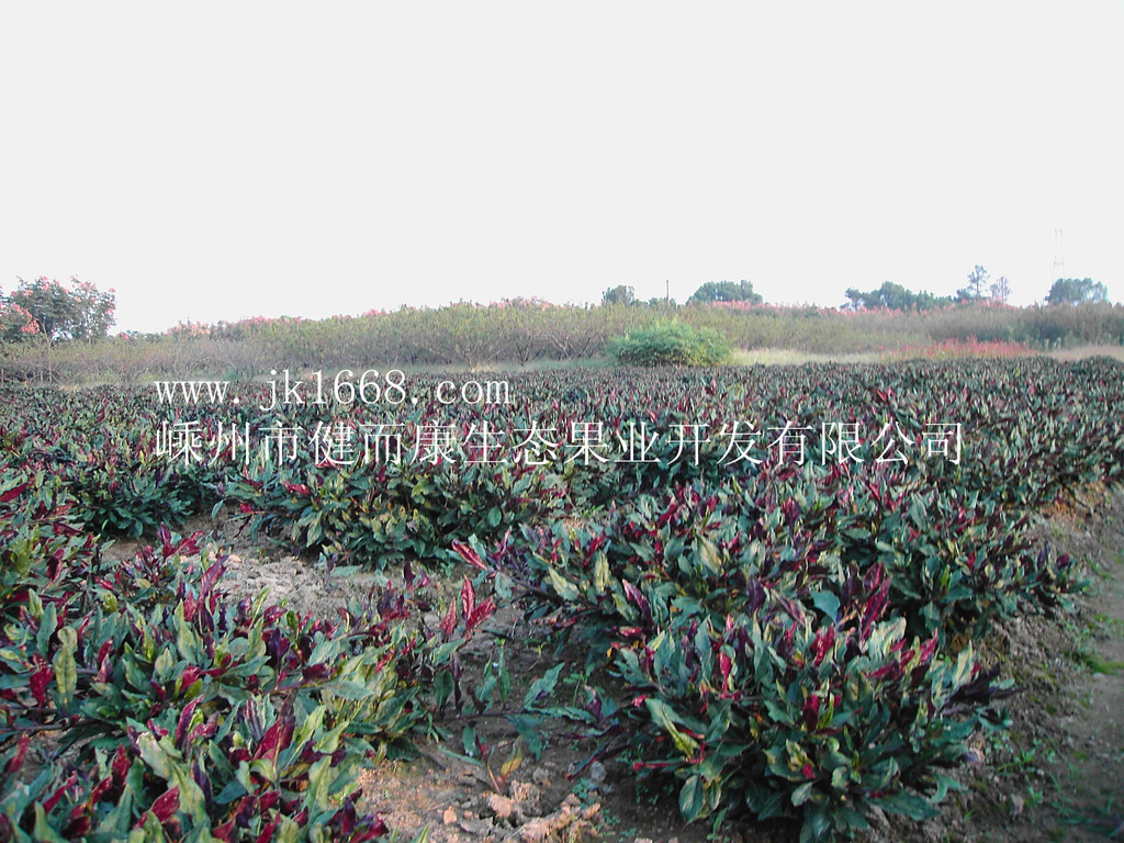 嵊州市健而康生态果业开发有限公司——紫背菜