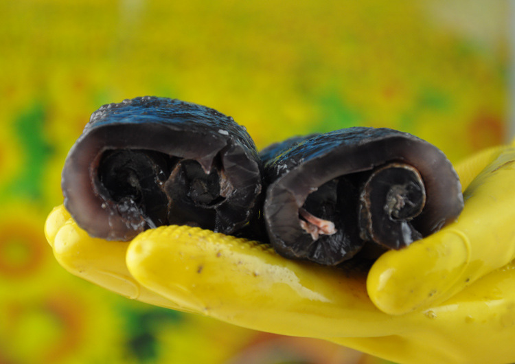 去皮去泥淡干茄参 海茄子干货批发 真正野生海参大量供应酒店