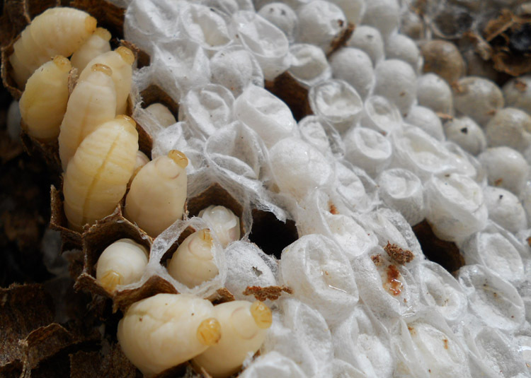 昆虫是人类未来最美妙的食品和医药保健品野生蜂蛹是高蛋白,低脂肪