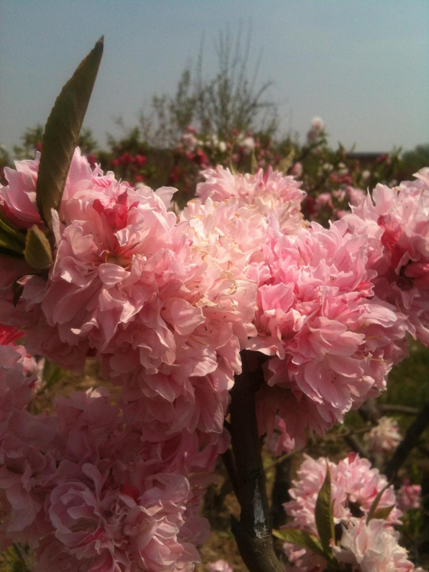 五宝桃:花色一花二色,粉色花上洒有水粉或水红色条纹,花型牡丹