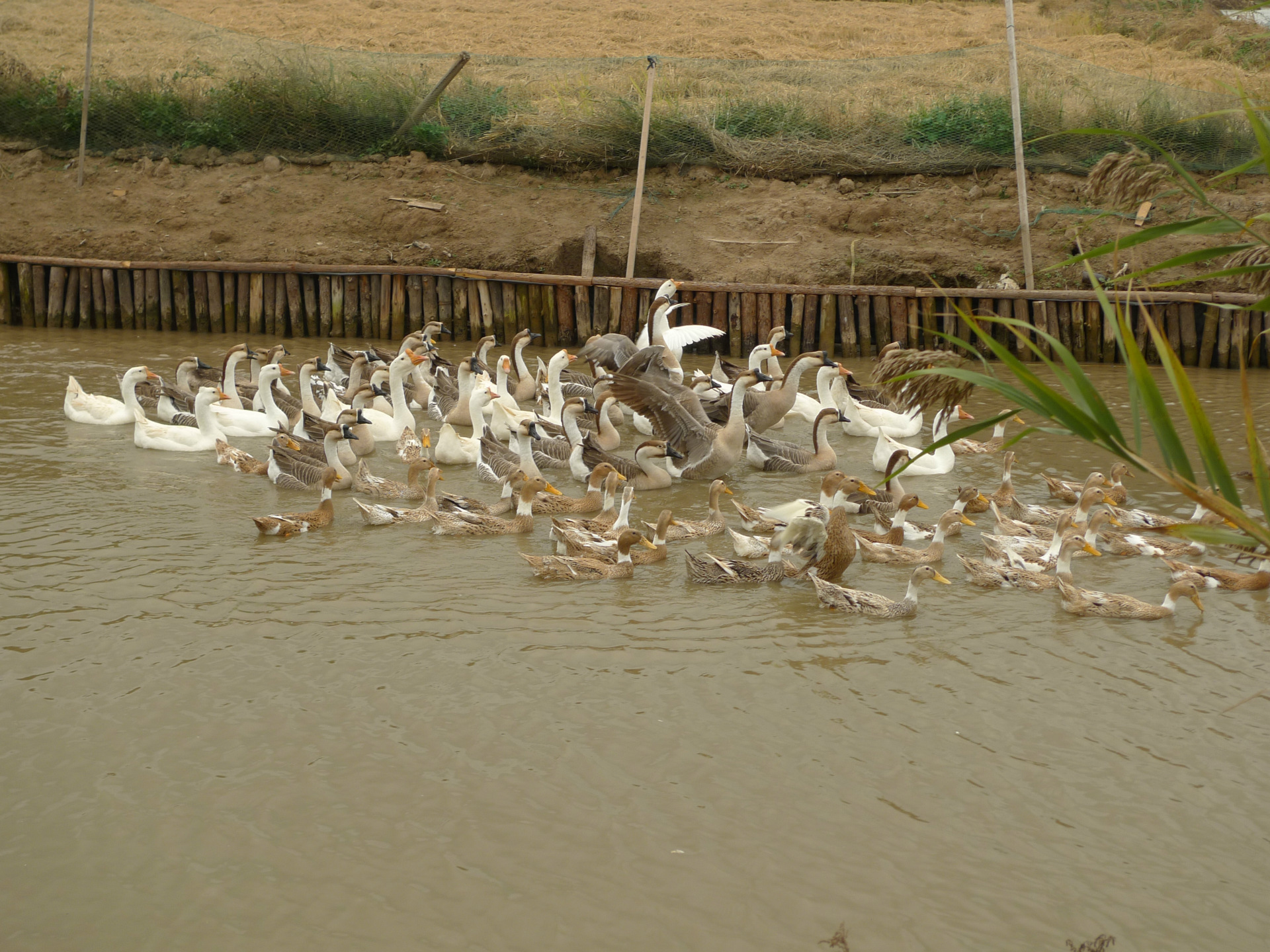 供应农家散养鸭