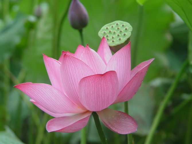 批发莲子 建宁莲子 通芯 无芯 建莲 白莲 碎莲 磨粉莲子 产地直销