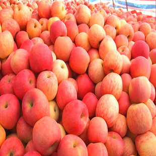 苹果-陕西苹果批发 红富士王苹水果直销 纯天然无污