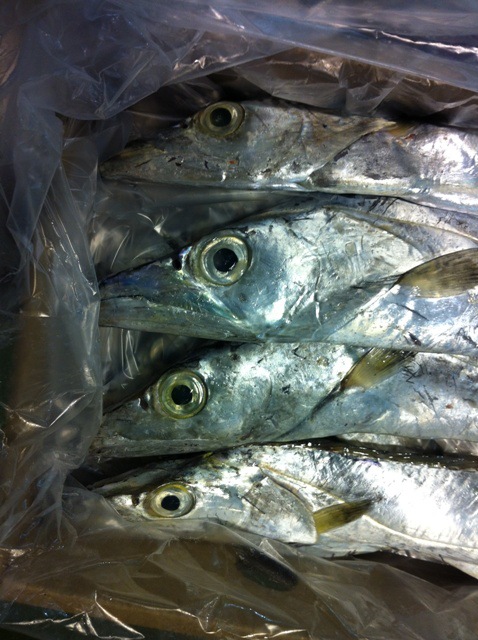 115-牙带鱼brazil ribbon fish图片_5