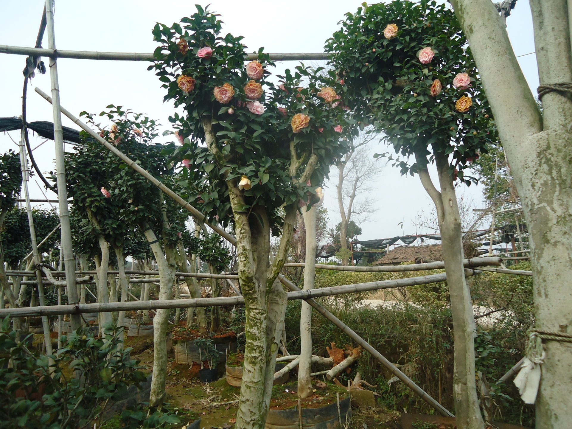 大量供应优质茶花树 树形优美 价格实惠 欢迎来电咨询