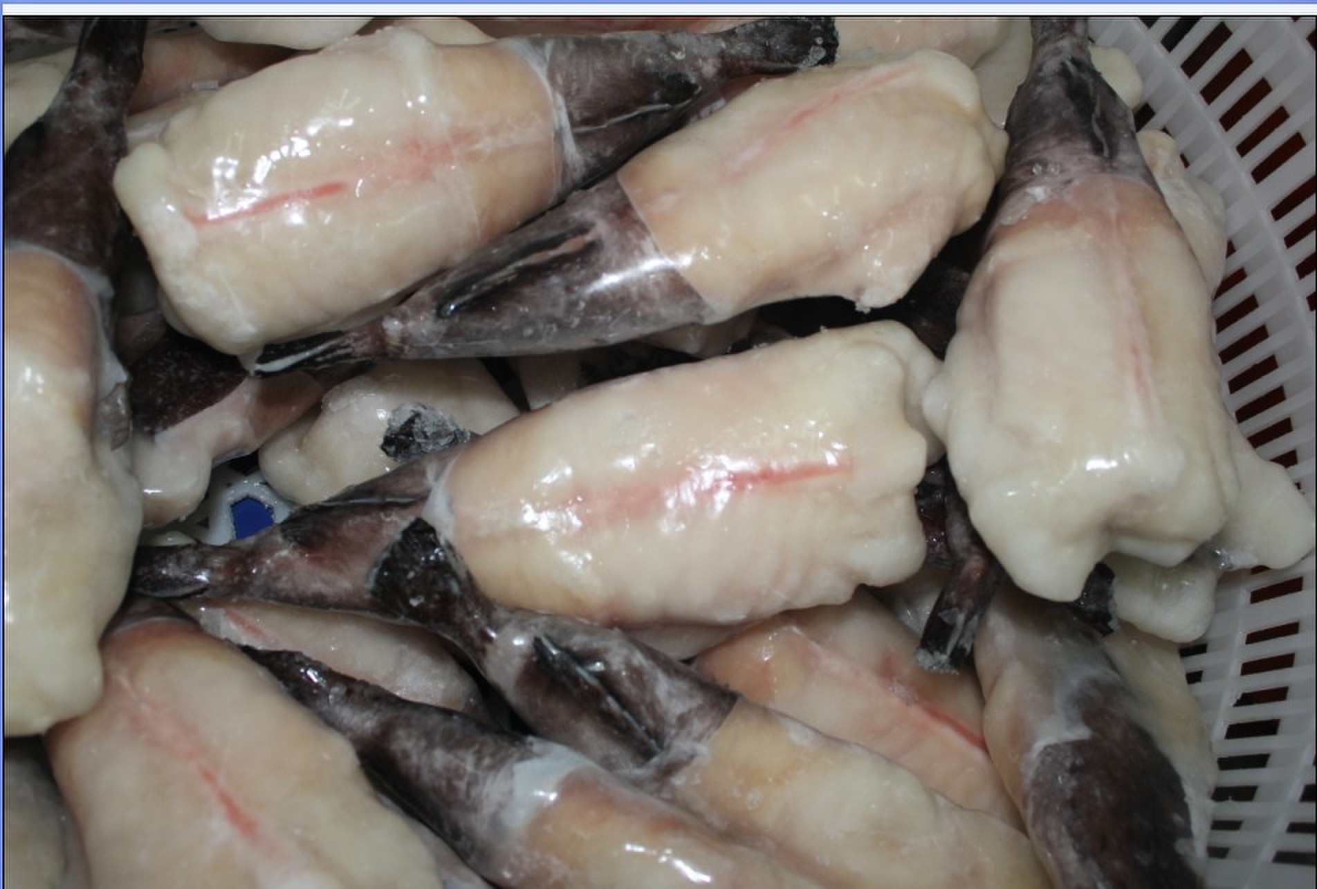 长期批发,出口安康鱼-鱼类