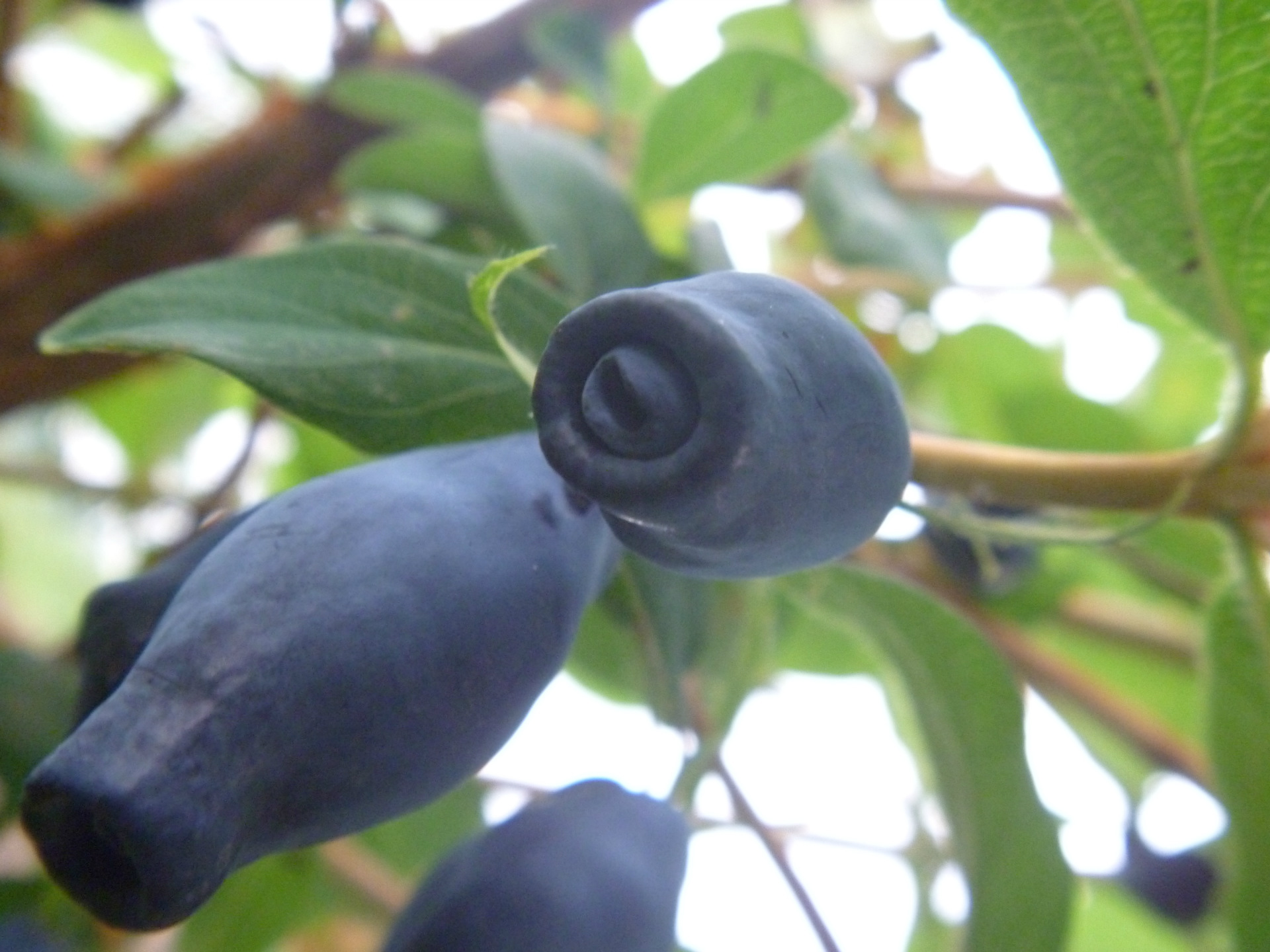 2013.蓝靛果苗木